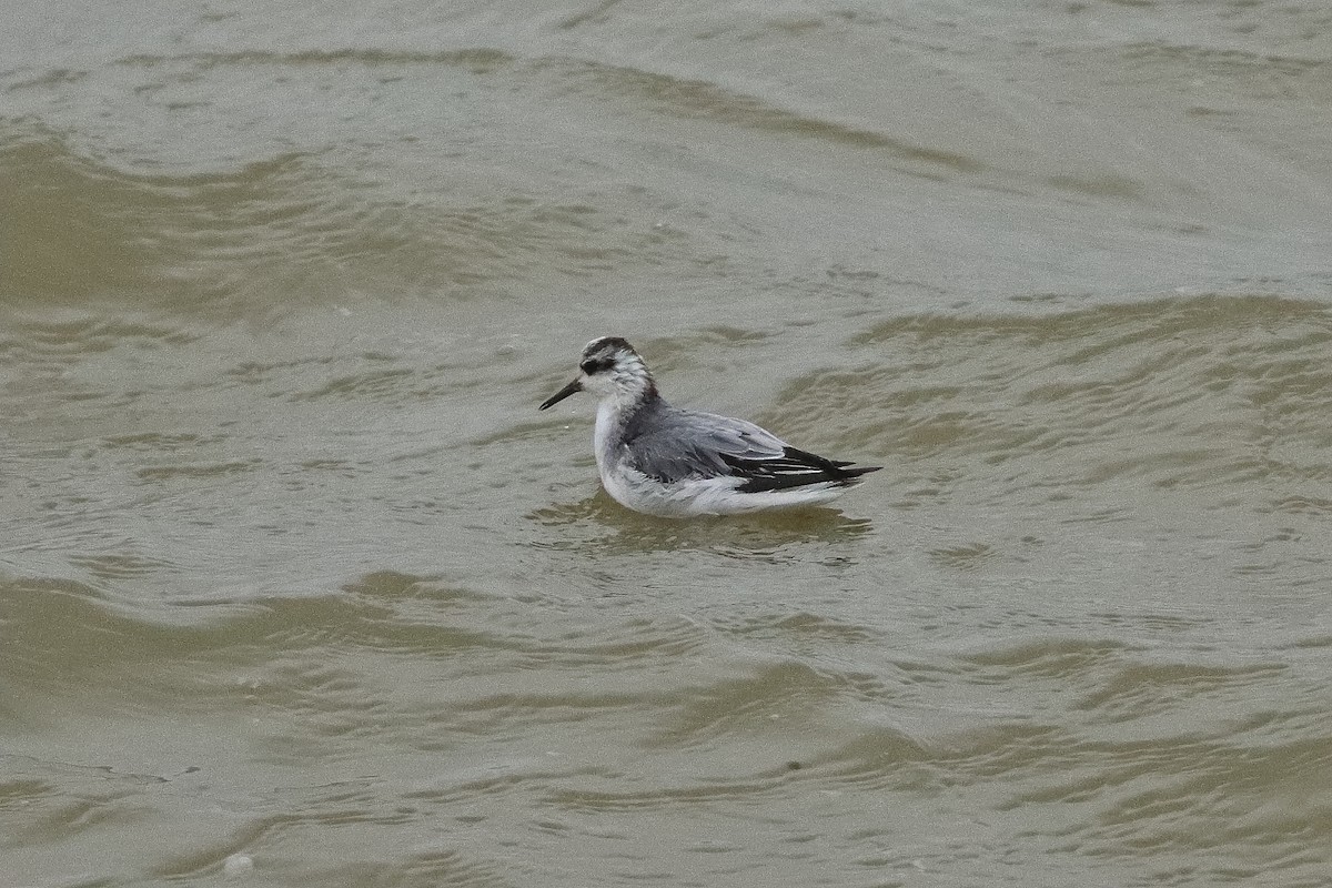 Red Phalarope - ML620179766