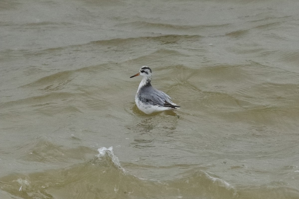 Phalarope à bec large - ML620179767