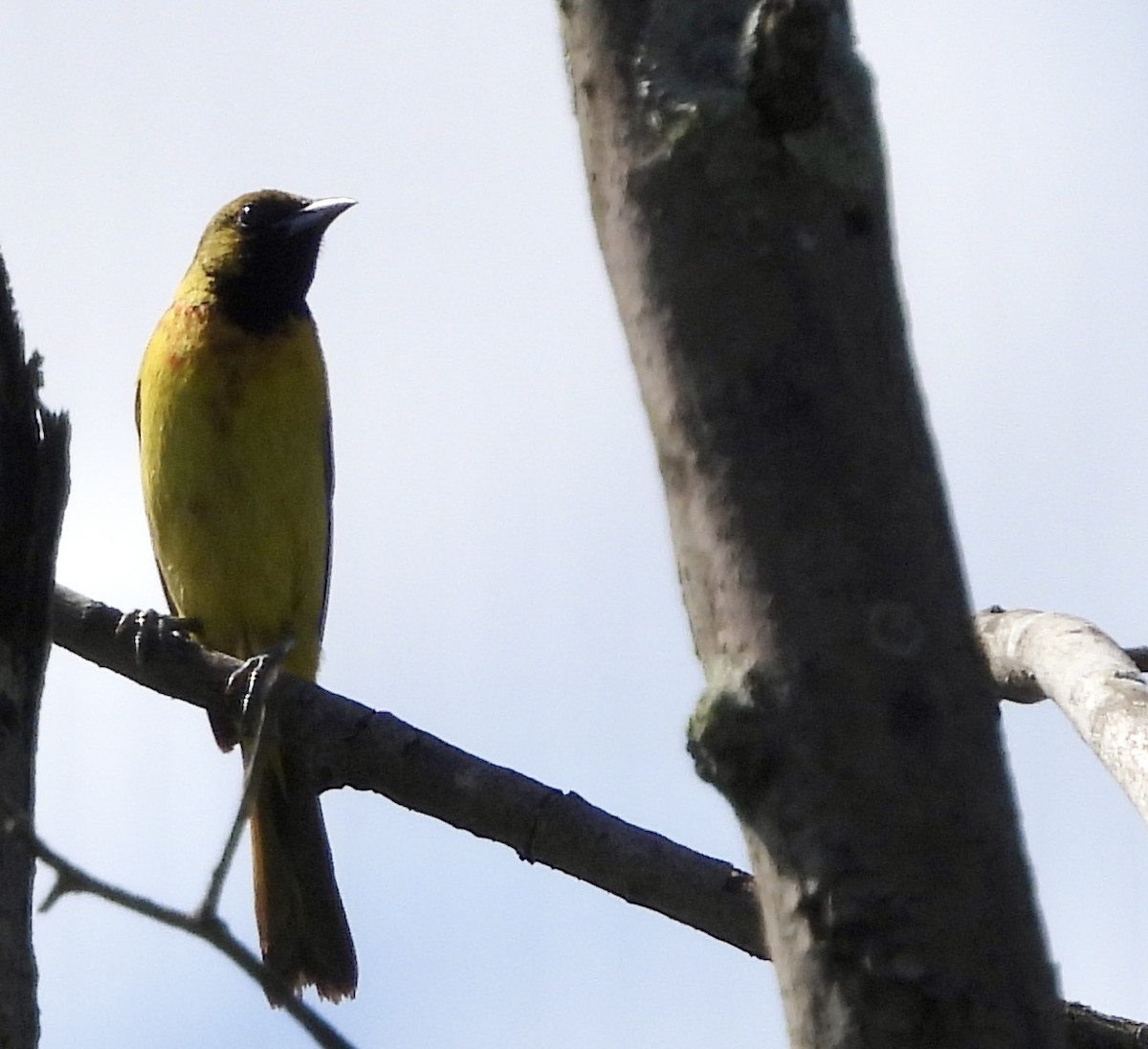 Orchard Oriole - ML620179775