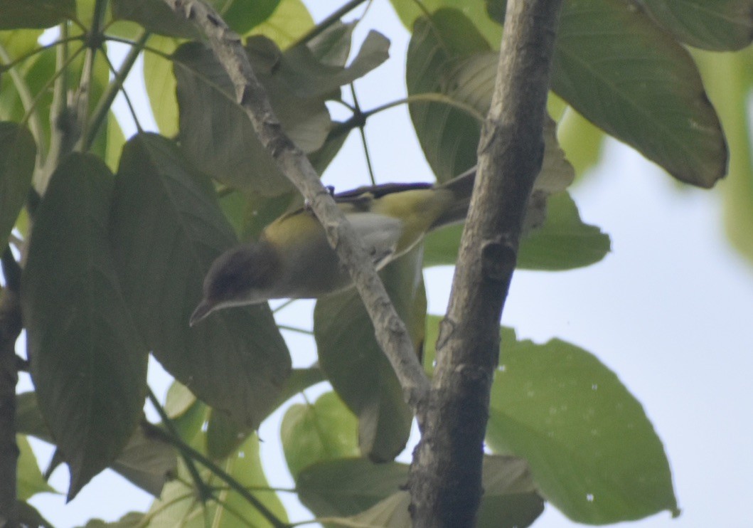 Yellow-green Vireo - ML620179776