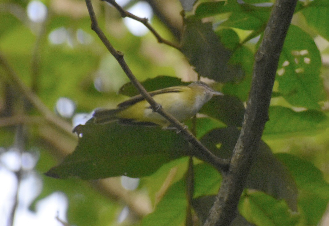 Sarı Böğürlü Vireo - ML620179780