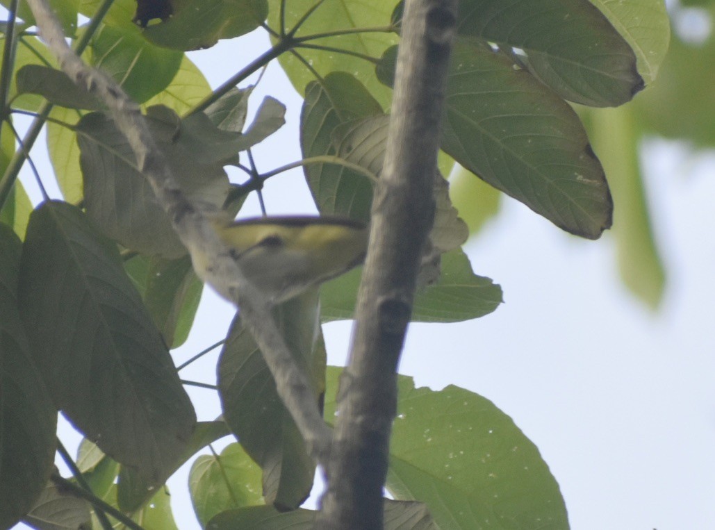 Sarı Böğürlü Vireo - ML620179781