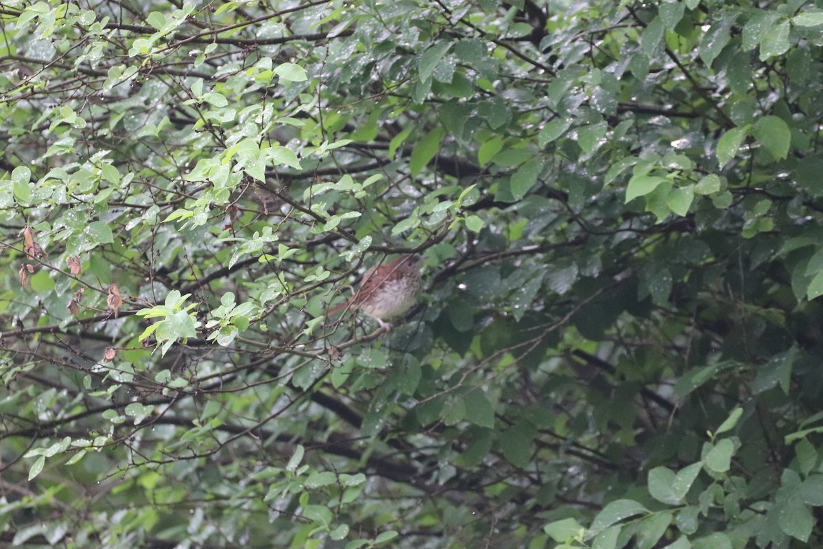 Brown Thrasher - ML620179789