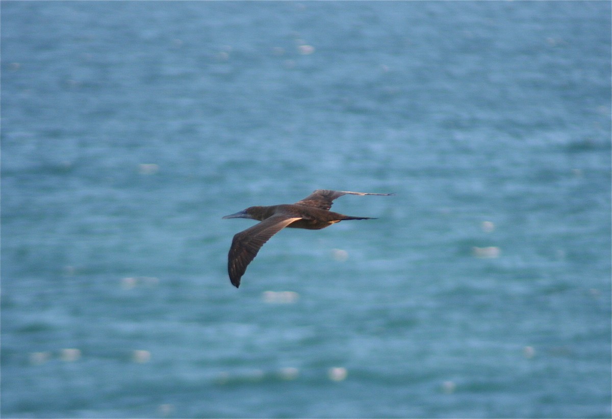 Brown Booby - ML620179791