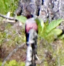 Lewis's Woodpecker - ML620179793