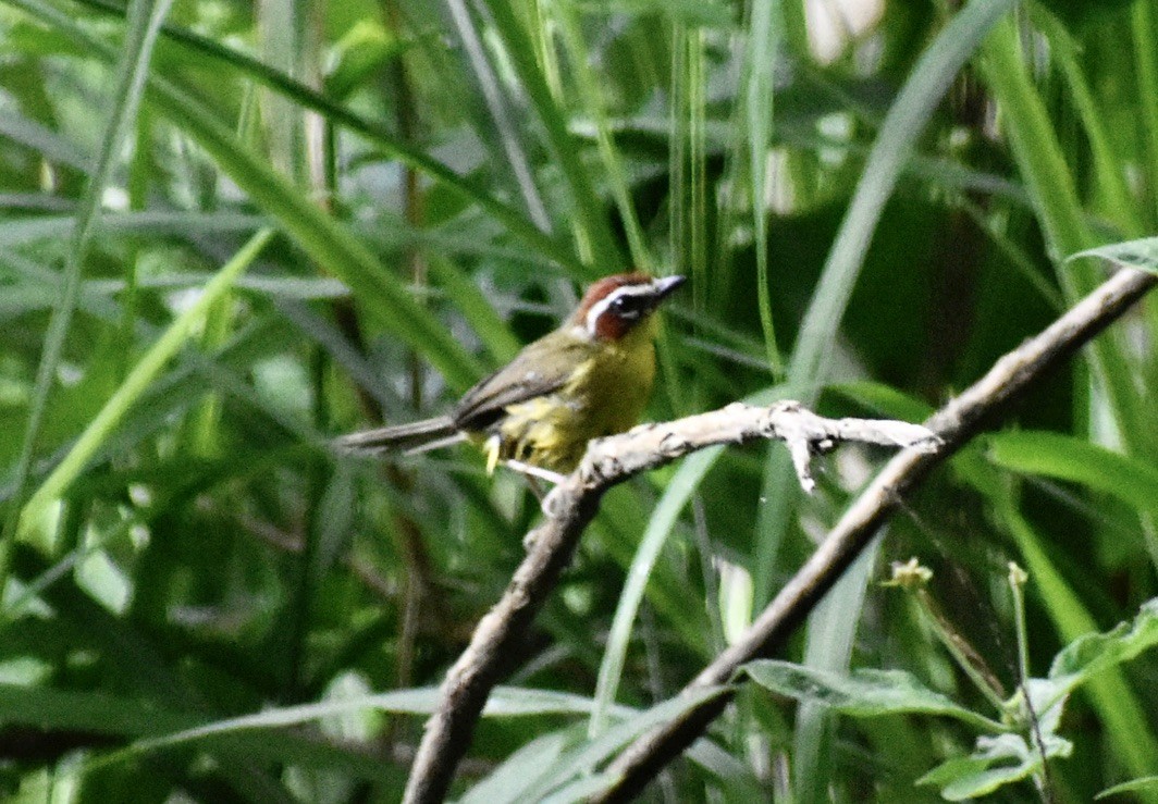 Chestnut-capped Warbler - ML620179801