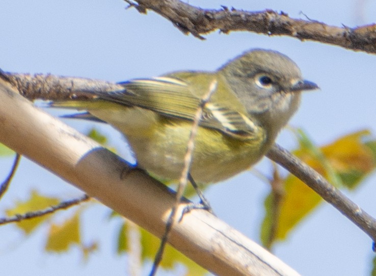 Cassin's Vireo - ML620179803