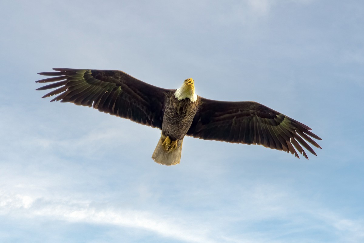 Bald Eagle - ML620179811