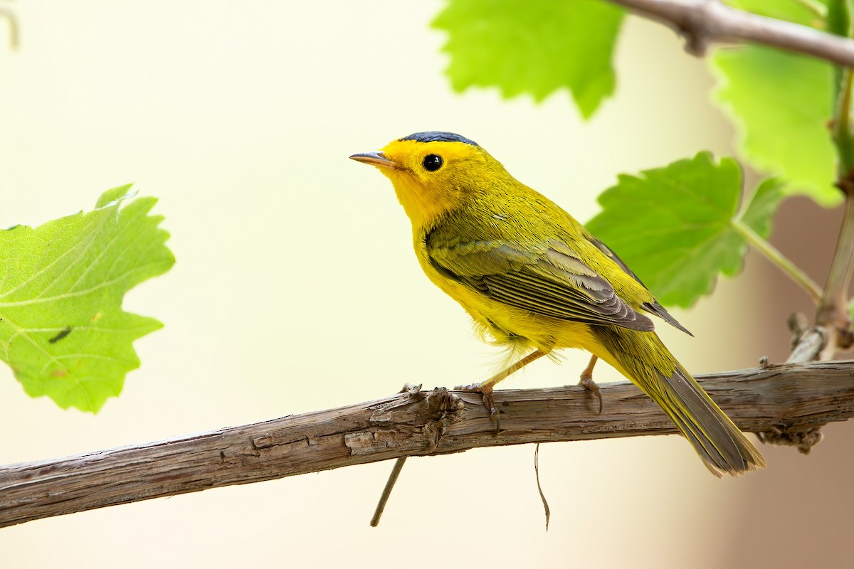 Wilson's Warbler - ML620179812