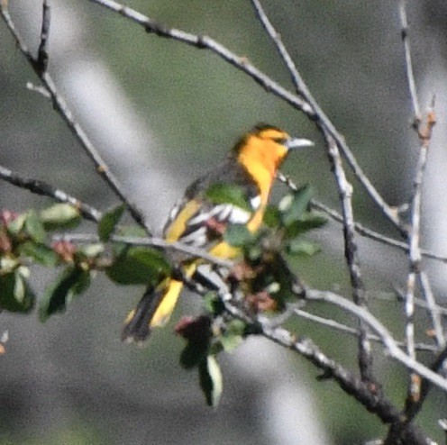 Bullock's Oriole - ML620179818