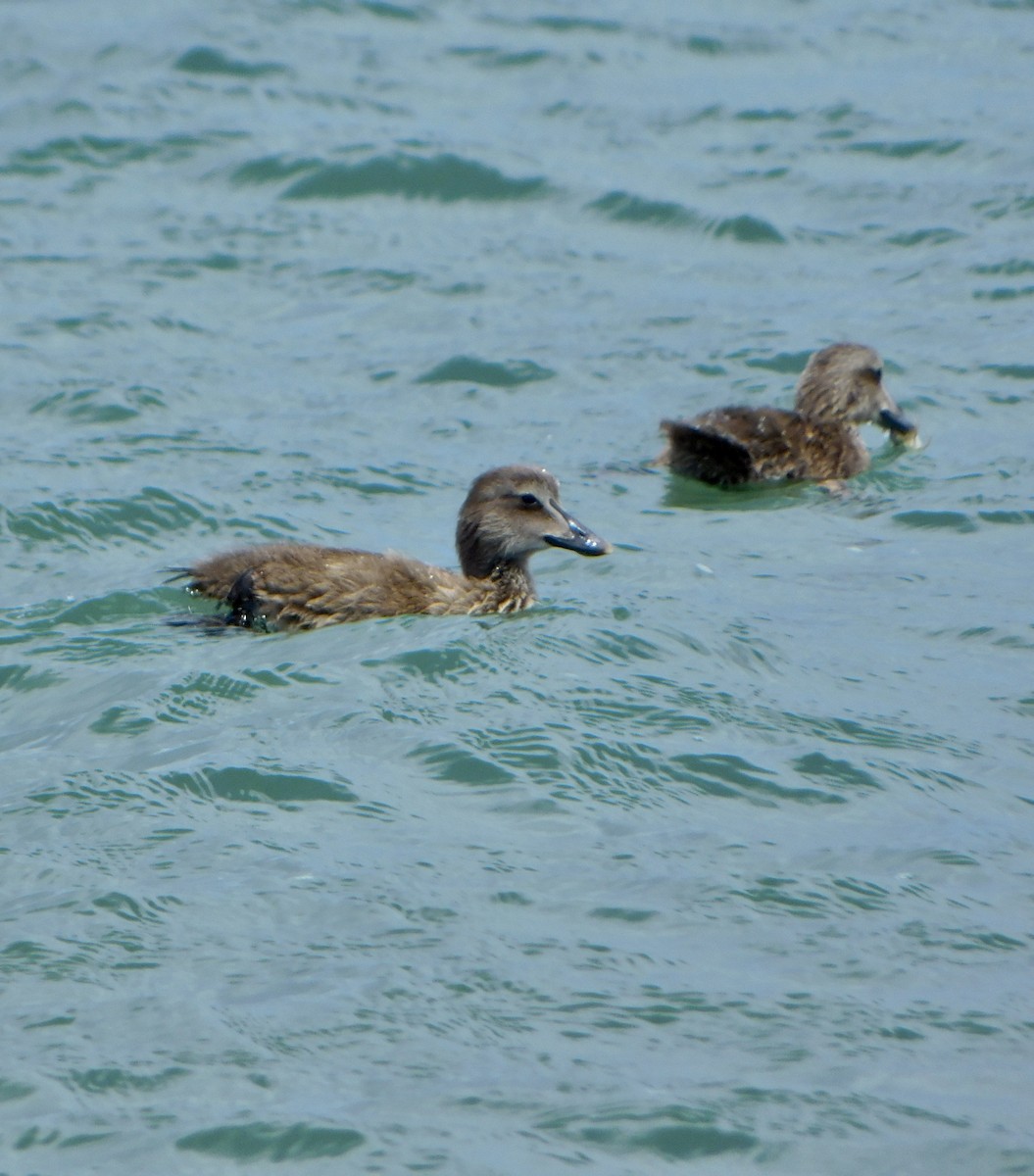 Common Eider - ML620179826