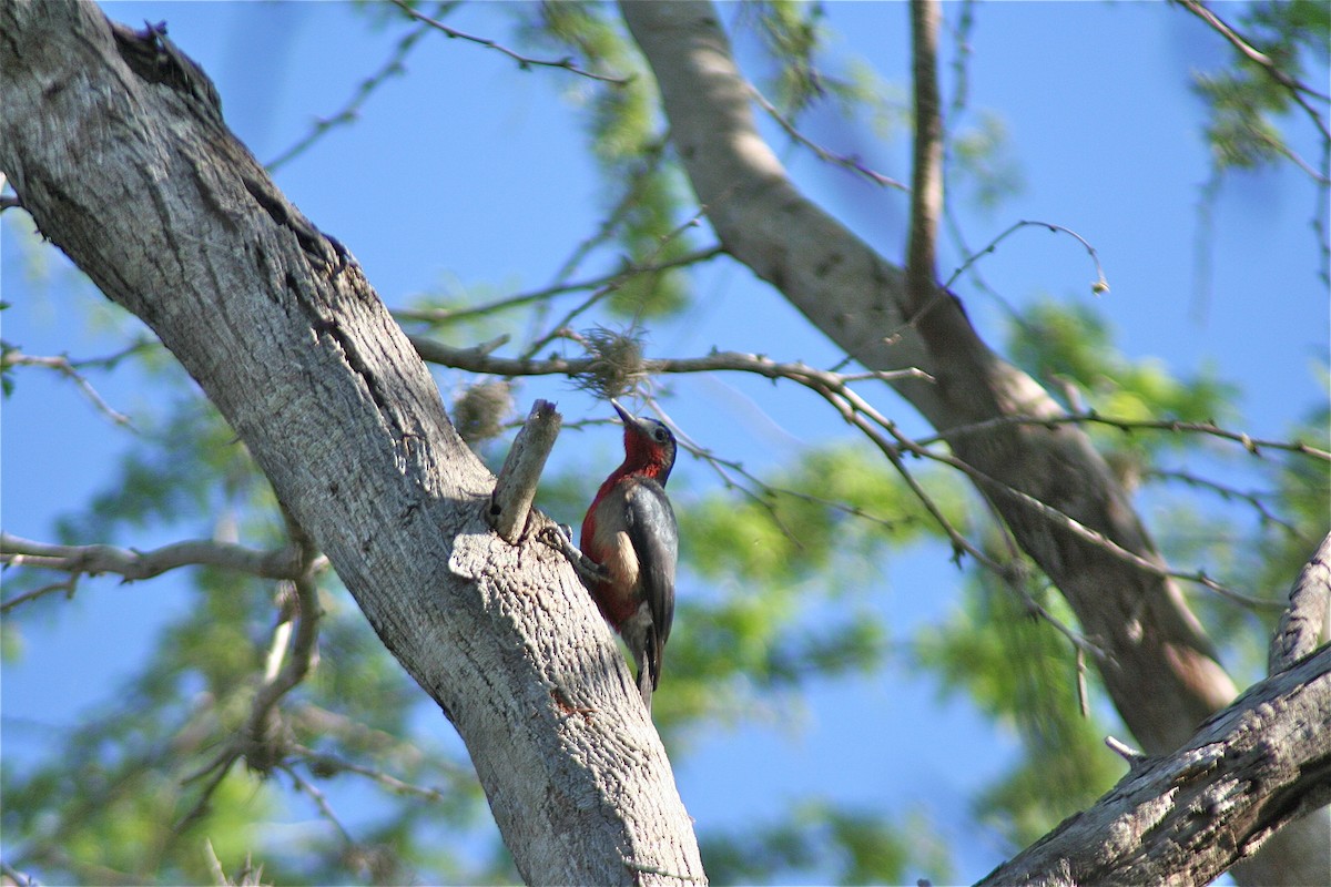 Puerto Rican Woodpecker - ML620179839