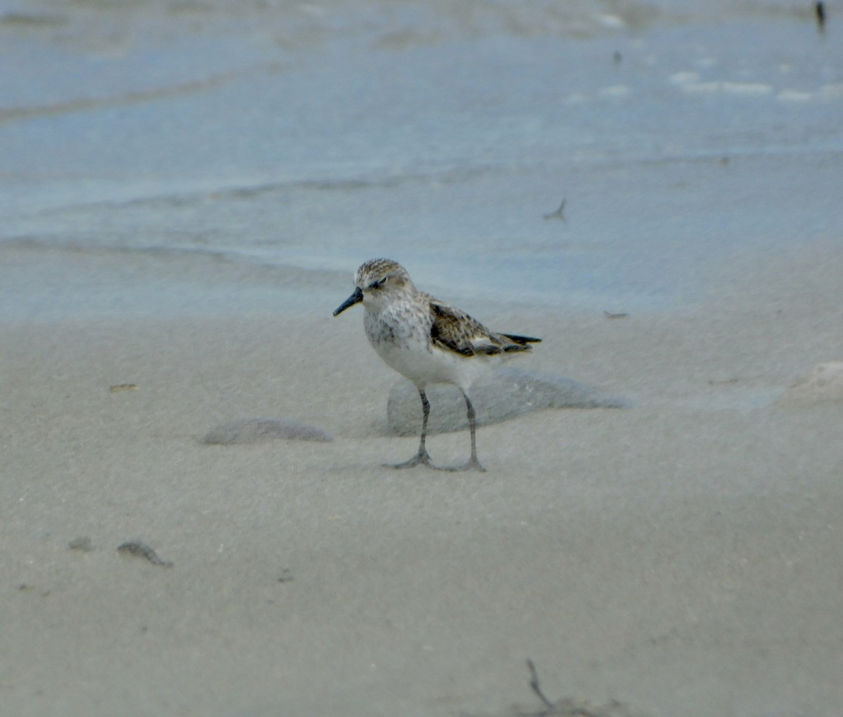 Semipalmated Sandpiper - ML620179842