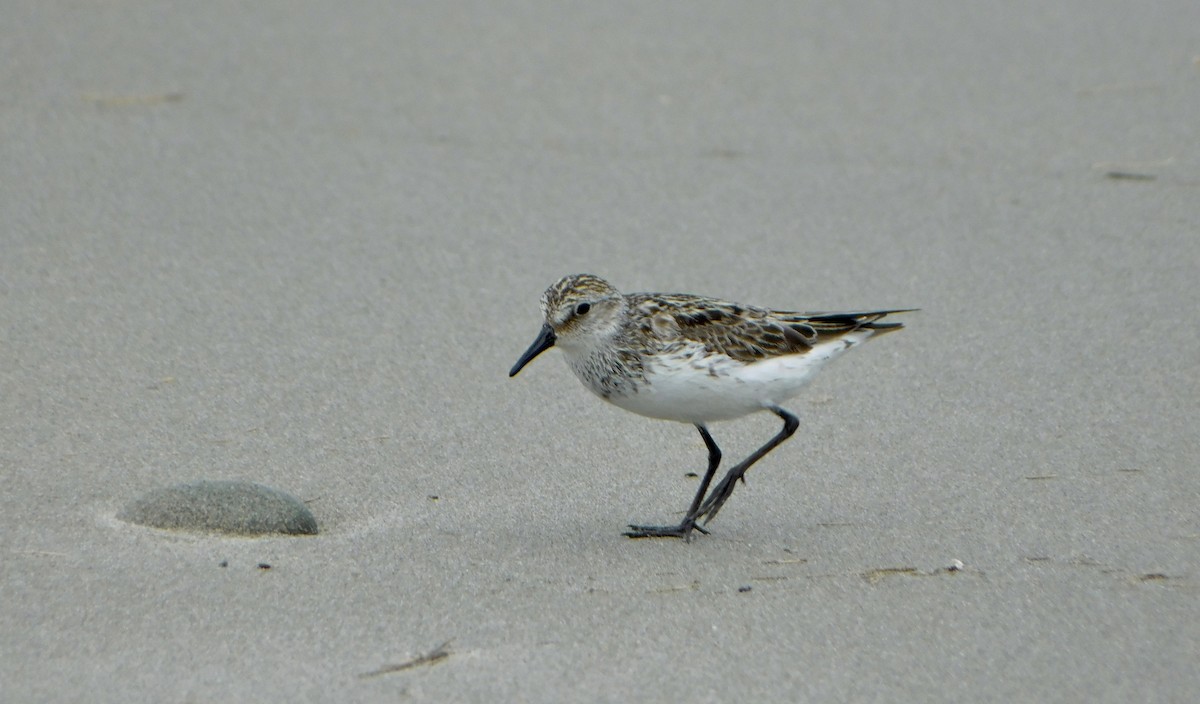 Semipalmated Sandpiper - ML620179845