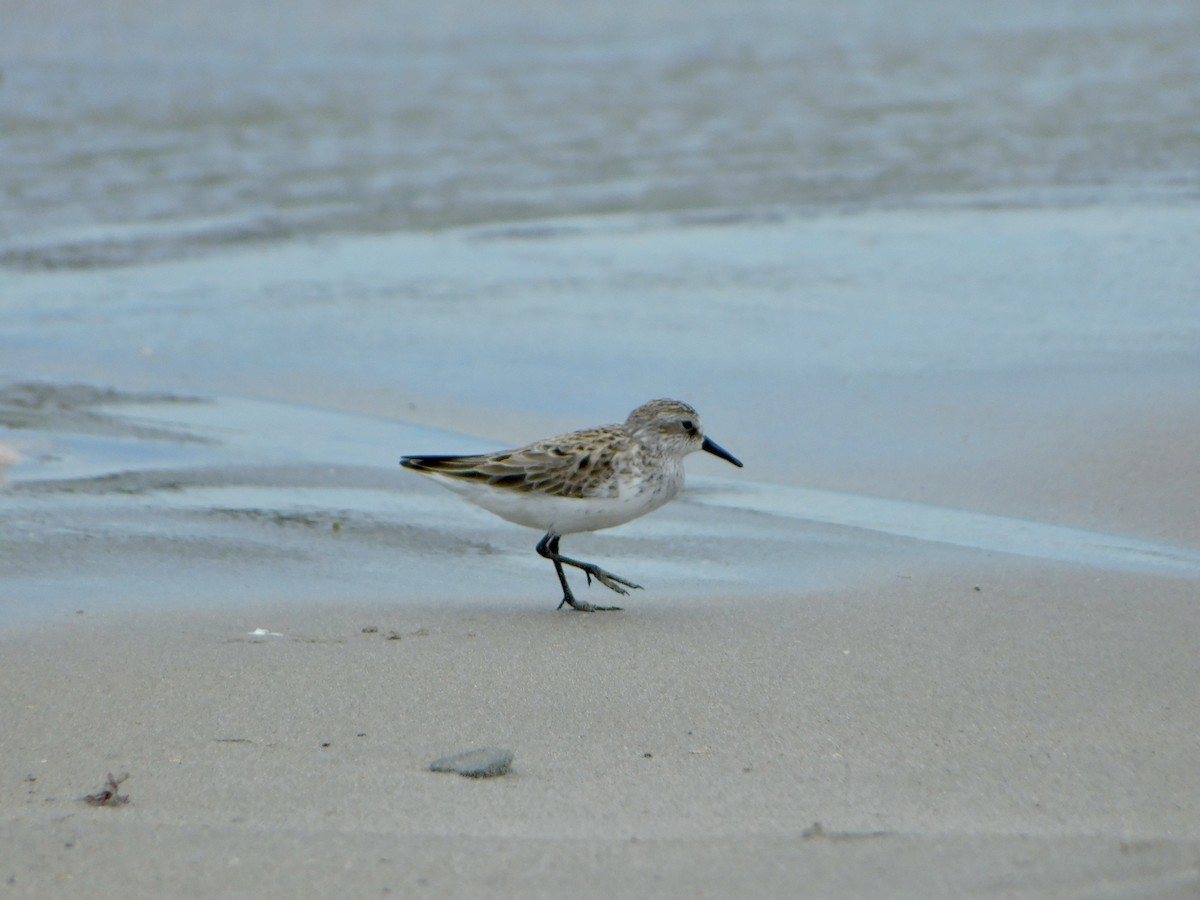 Semipalmated Sandpiper - ML620179848