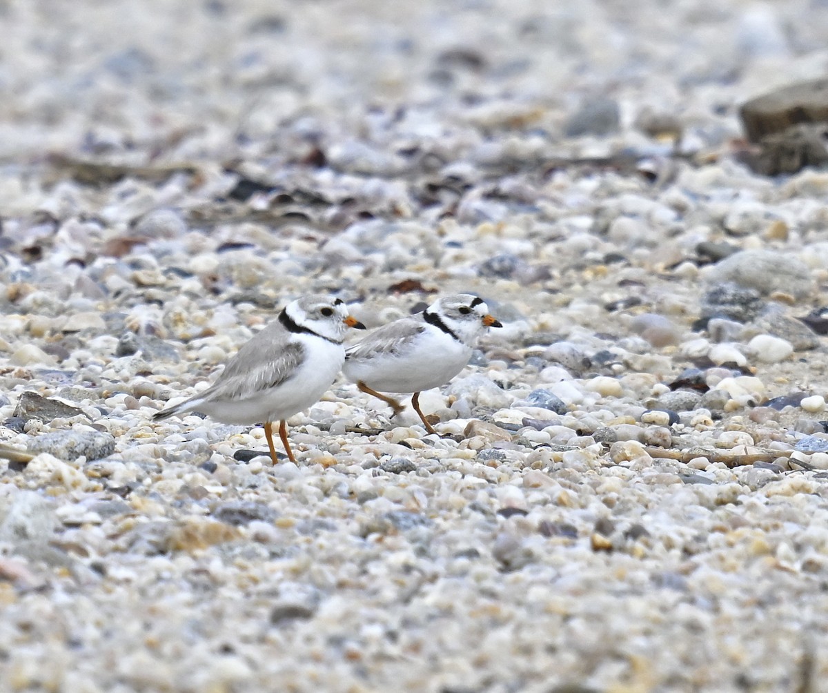 Piping Plover - Eric Titcomb