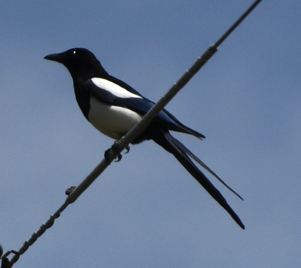 Black-billed Magpie - ML620179857