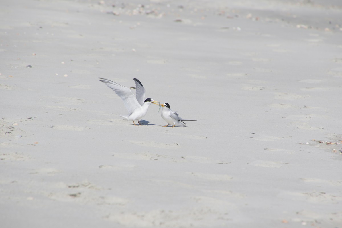 Least Tern - ML620179861