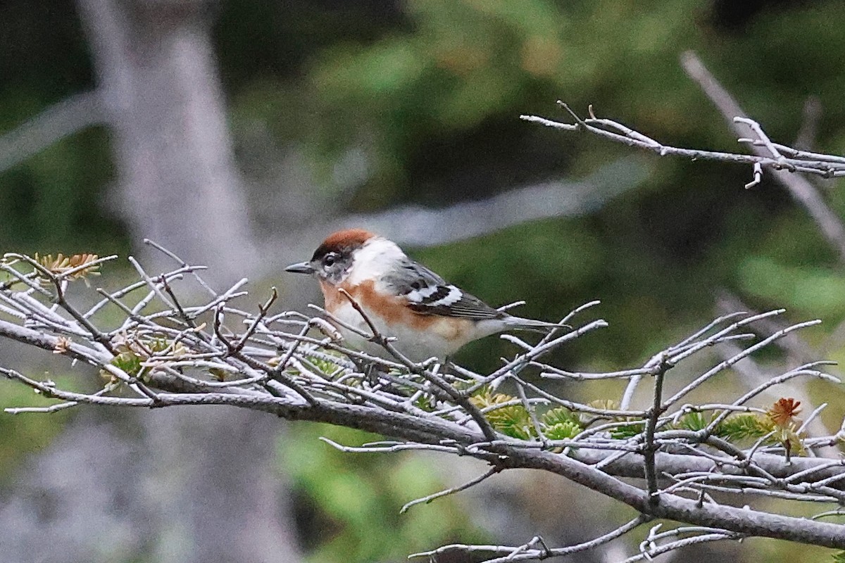 Paruline à poitrine baie - ML620179867