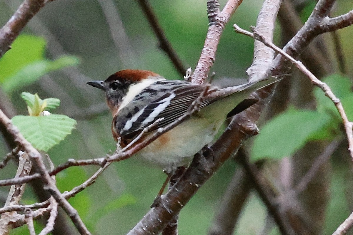 Bay-breasted Warbler - ML620179868