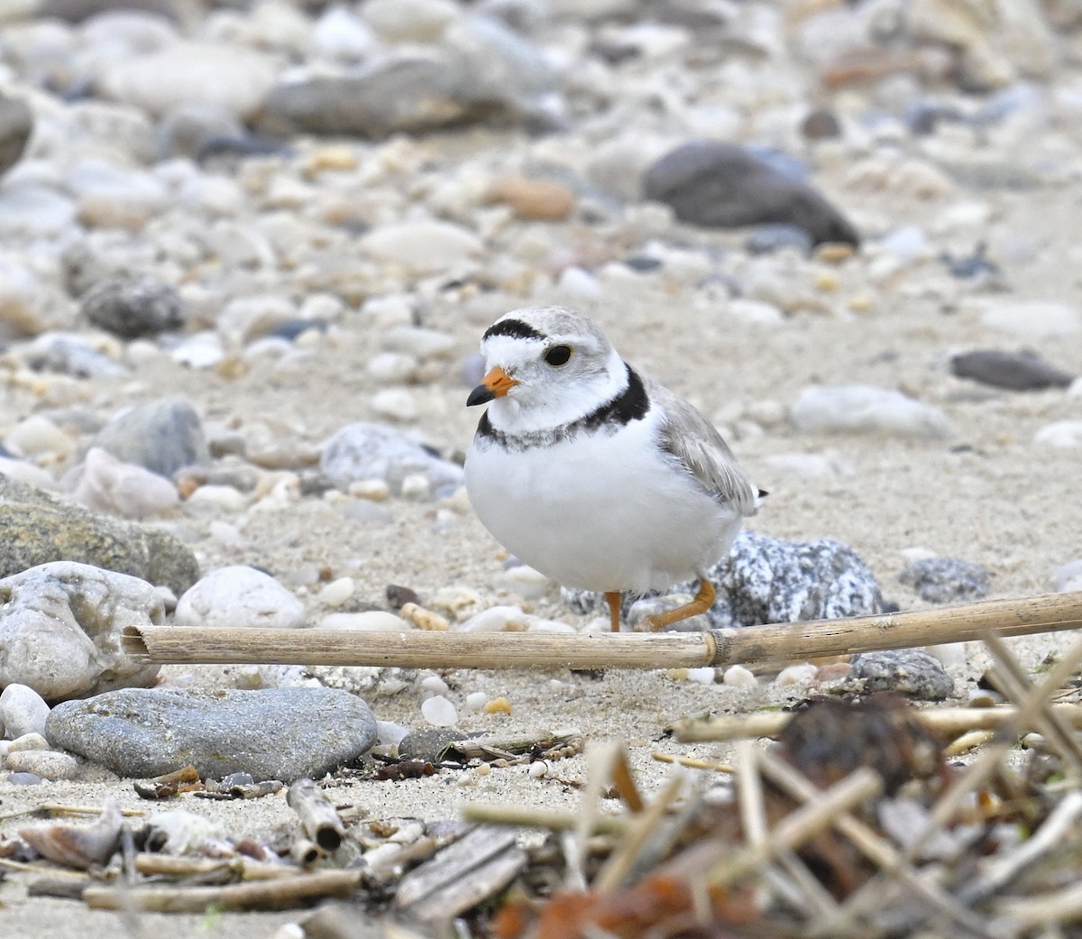 Piping Plover - ML620179870