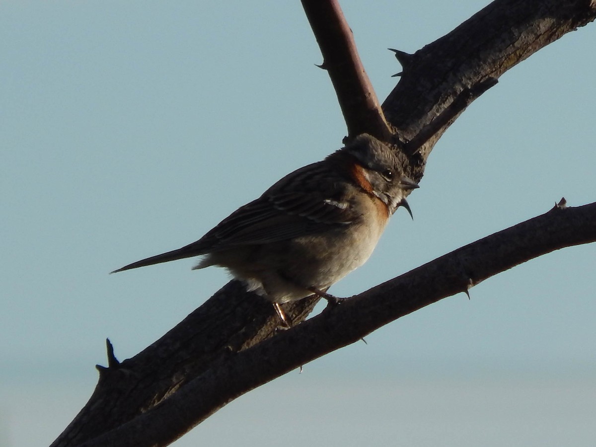 Rufous-collared Sparrow (Patagonian) - ML620179871