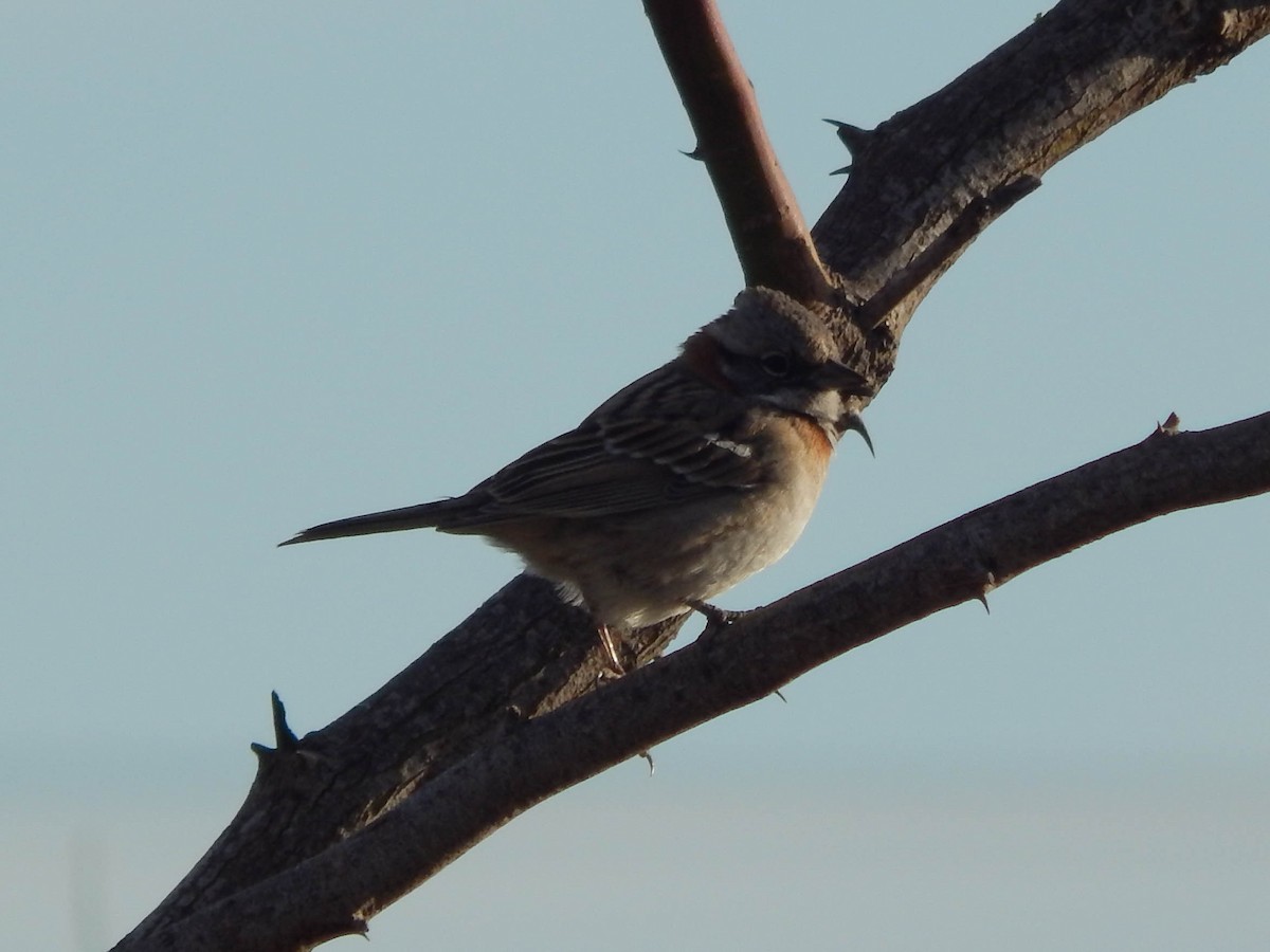 Rufous-collared Sparrow (Patagonian) - ML620179872