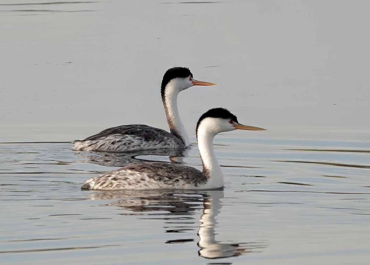 Clark's Grebe - ML620179874