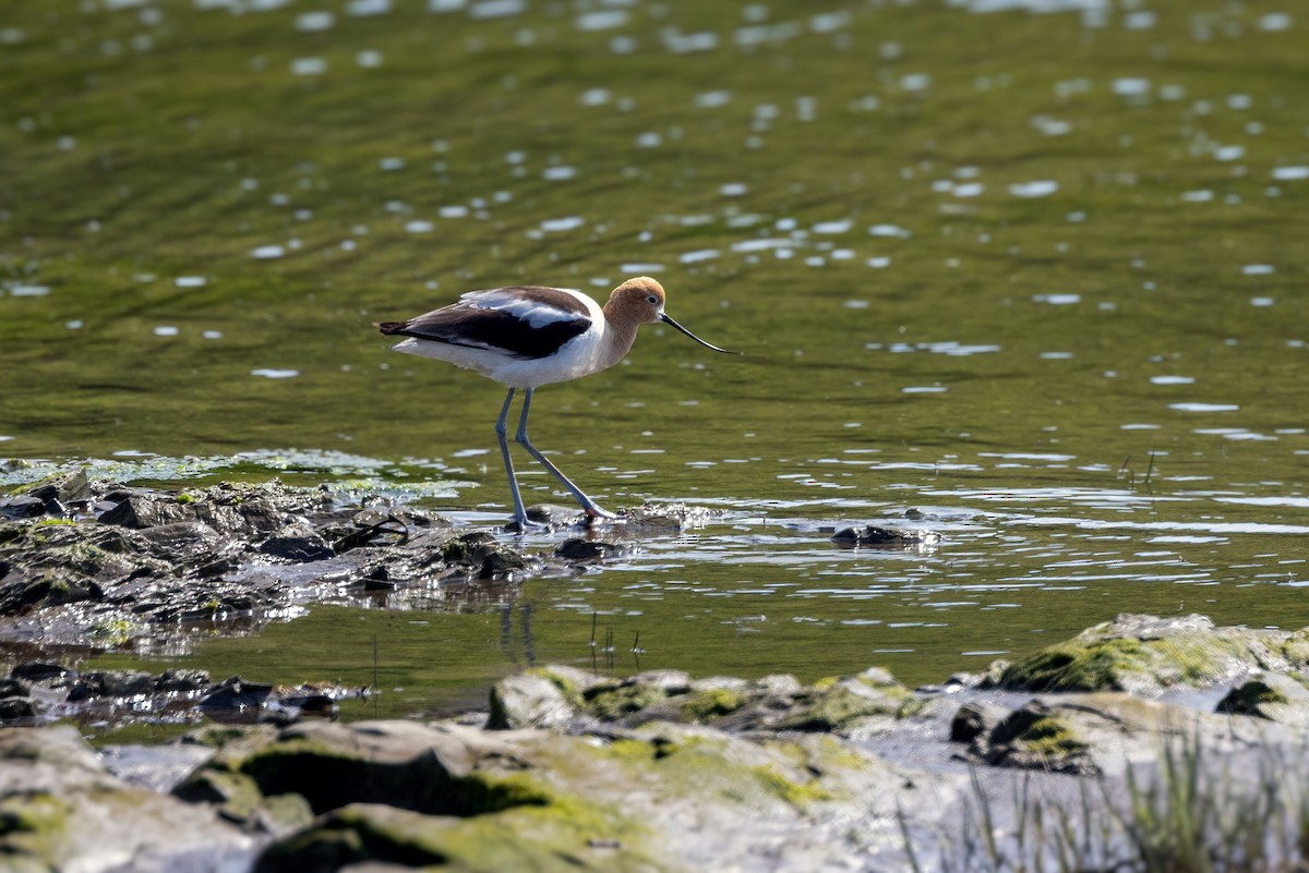 Avocette d'Amérique - ML620179880