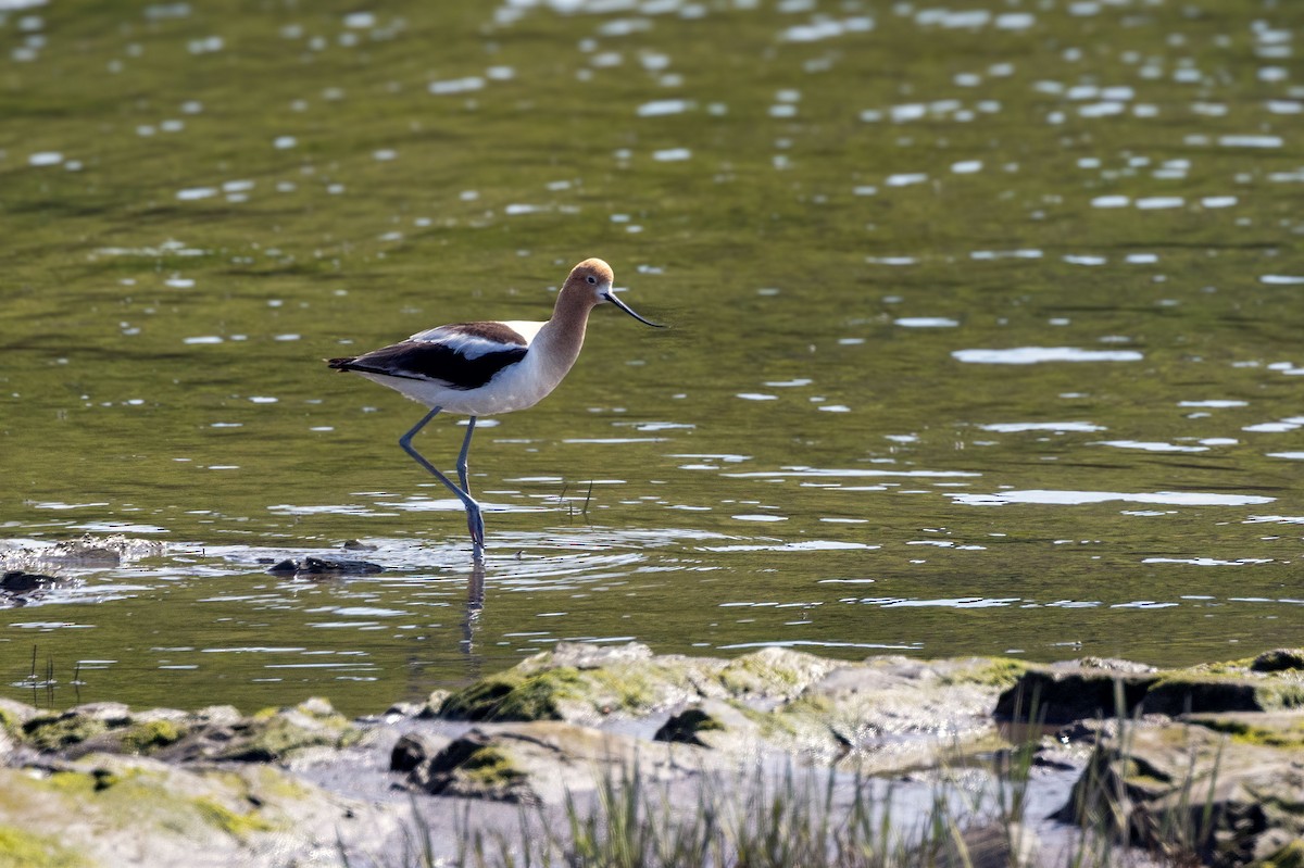 Avocette d'Amérique - ML620179883