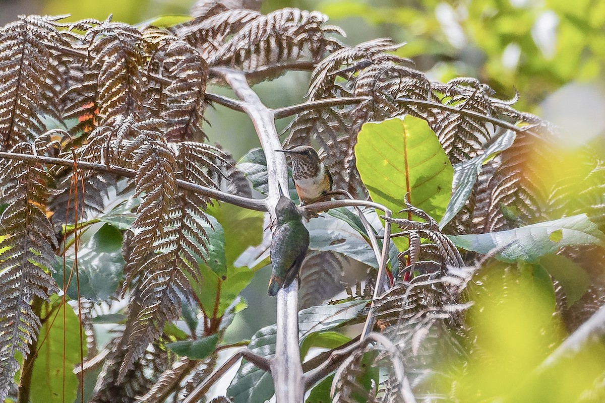 Wine-throated Hummingbird - ML620179884