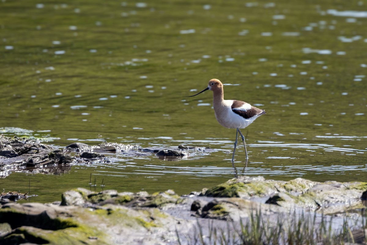 American Avocet - ML620179887