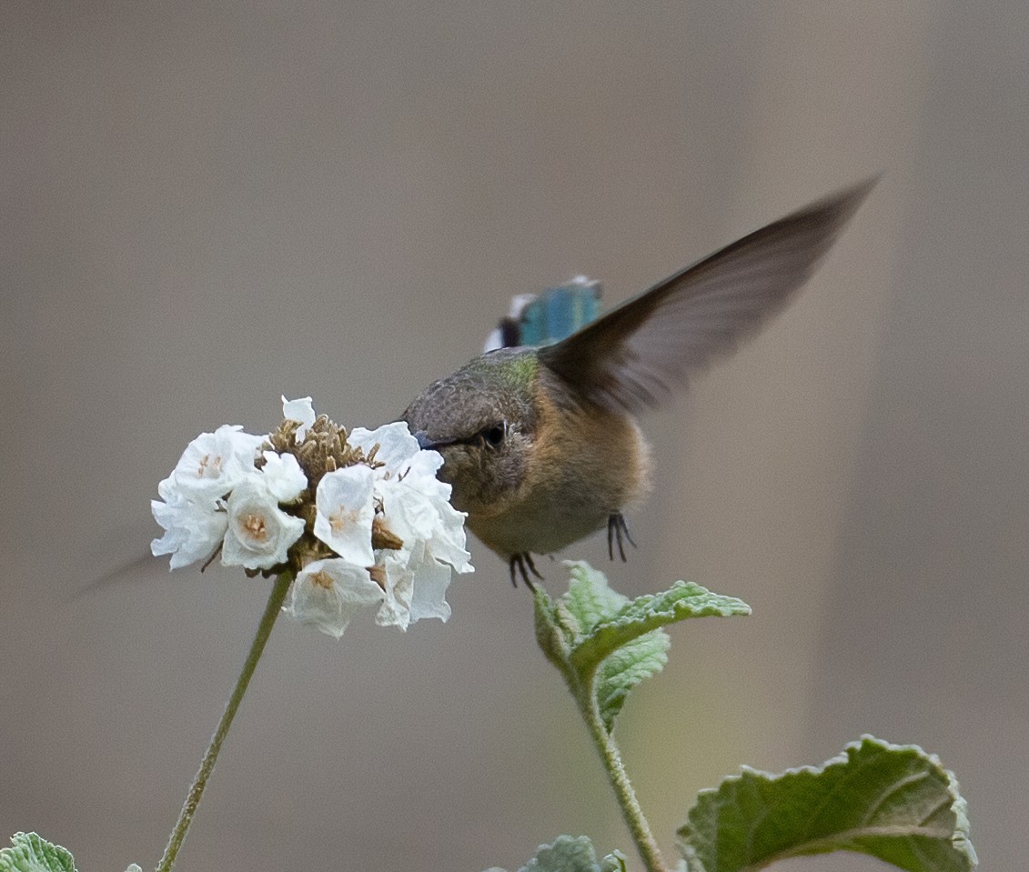 Colibrí de Myrtis - ML620179891