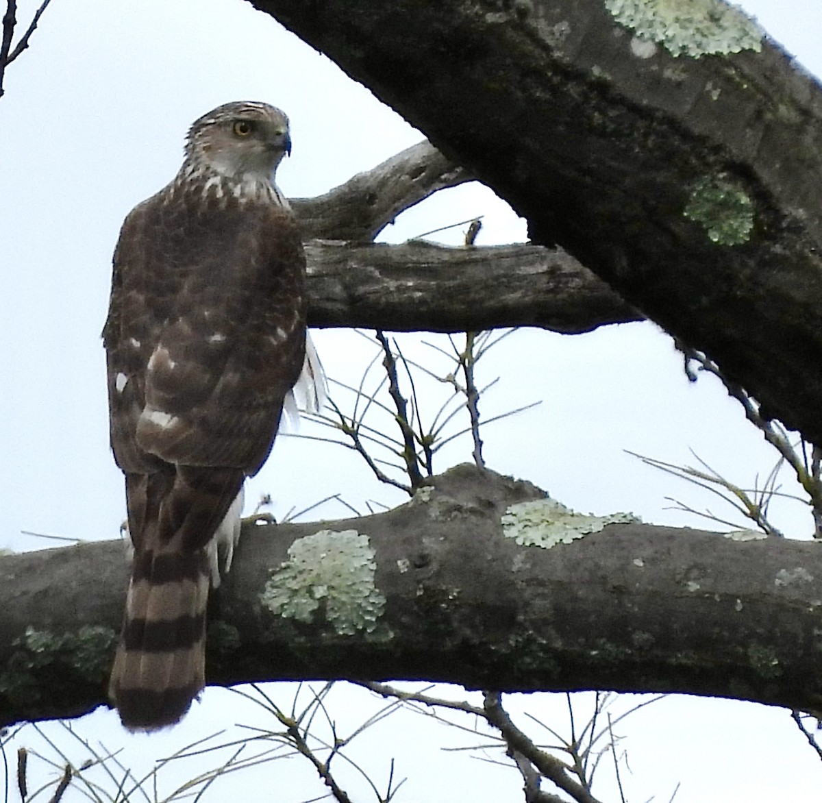 Cooper's Hawk - ML620179895