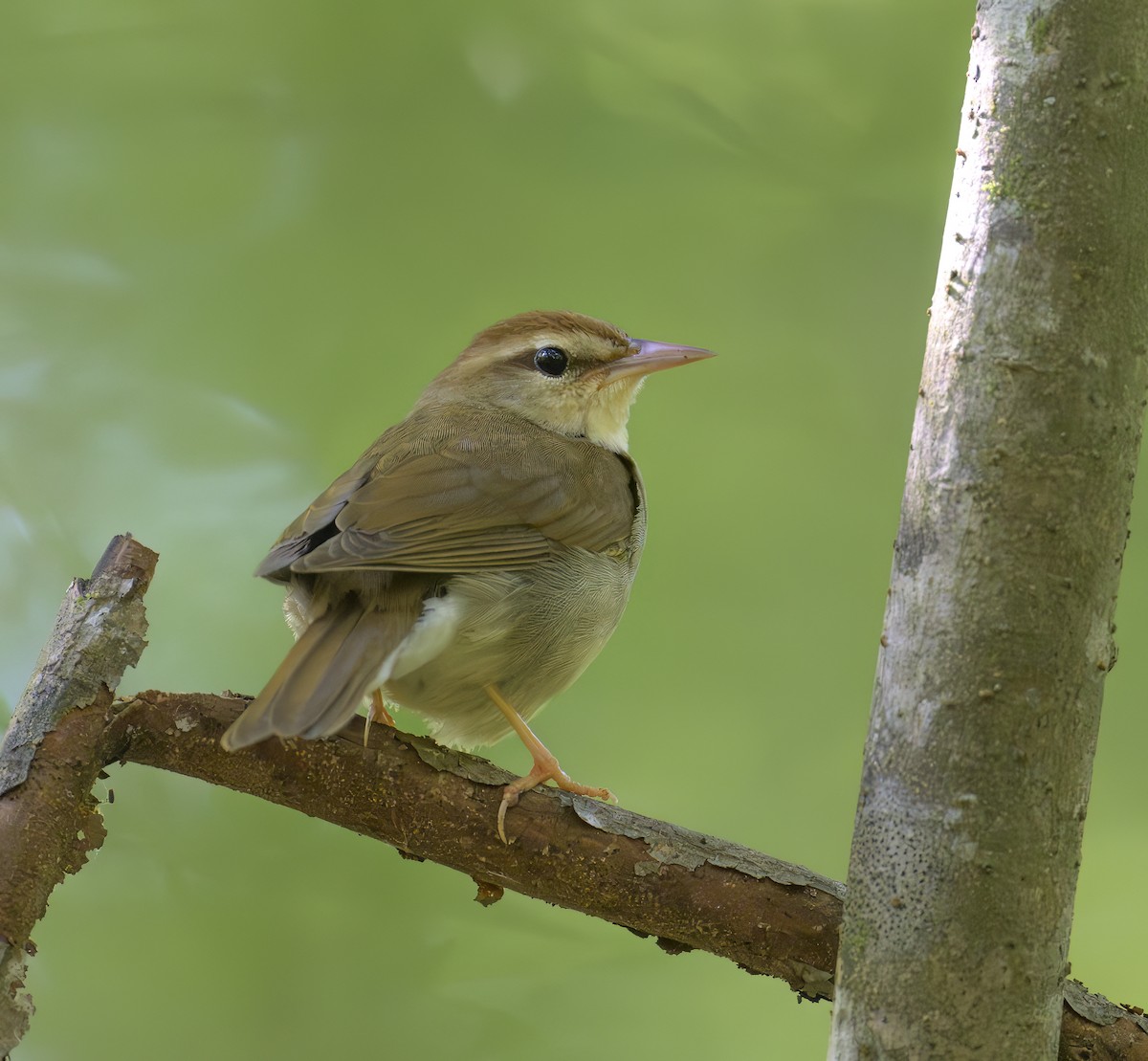 Swainson's Warbler - ML620179901