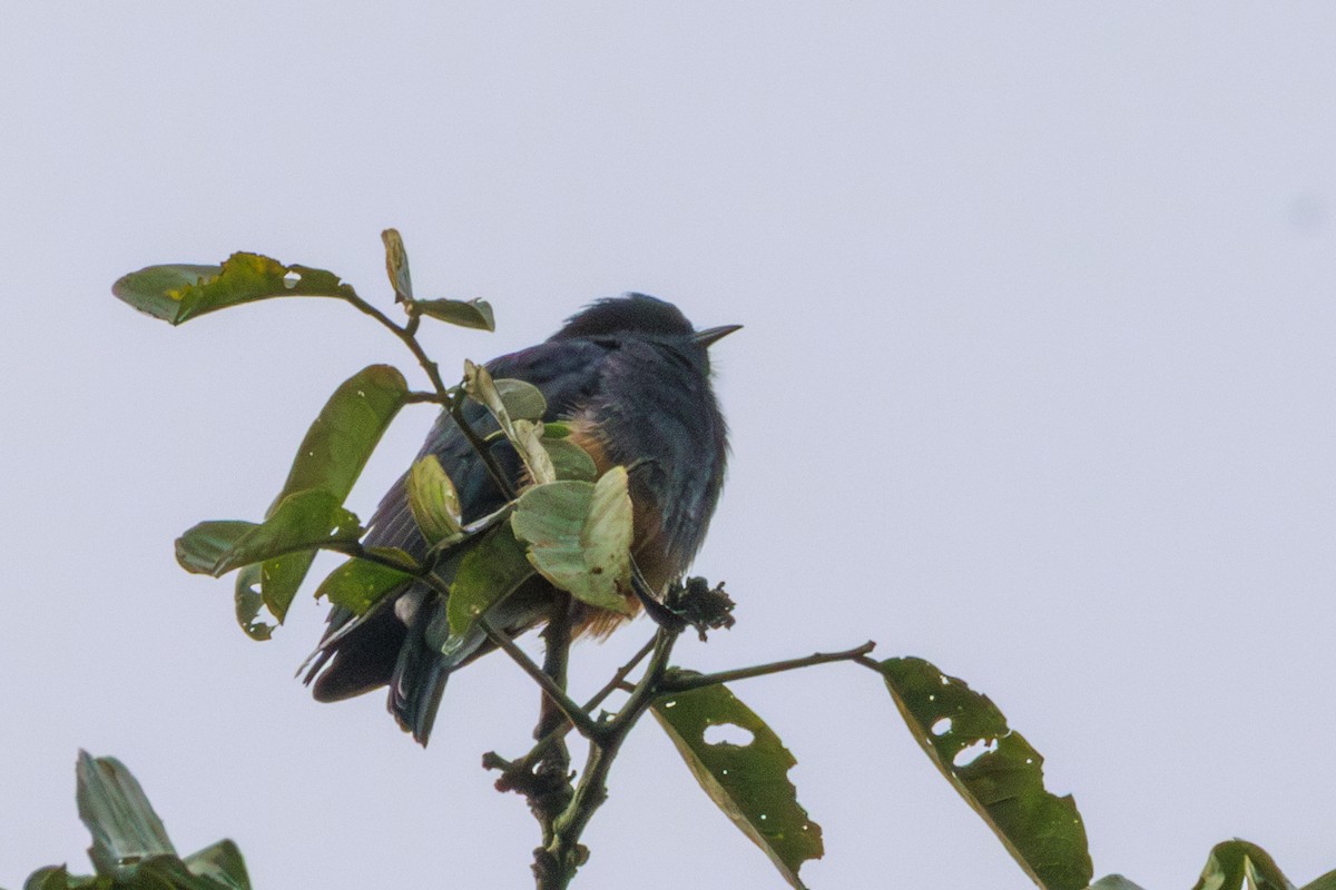 Buco Golondrina - ML620179908