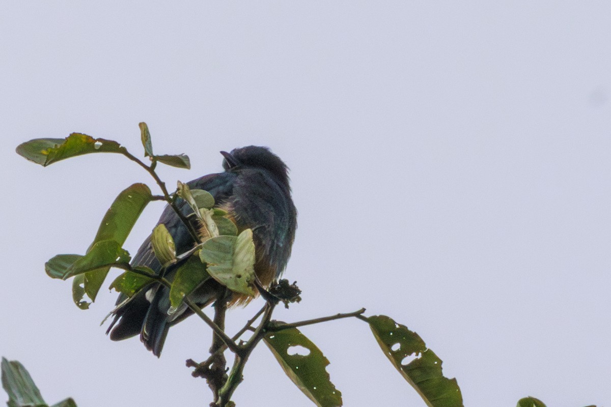 Swallow-winged Puffbird - ML620179909
