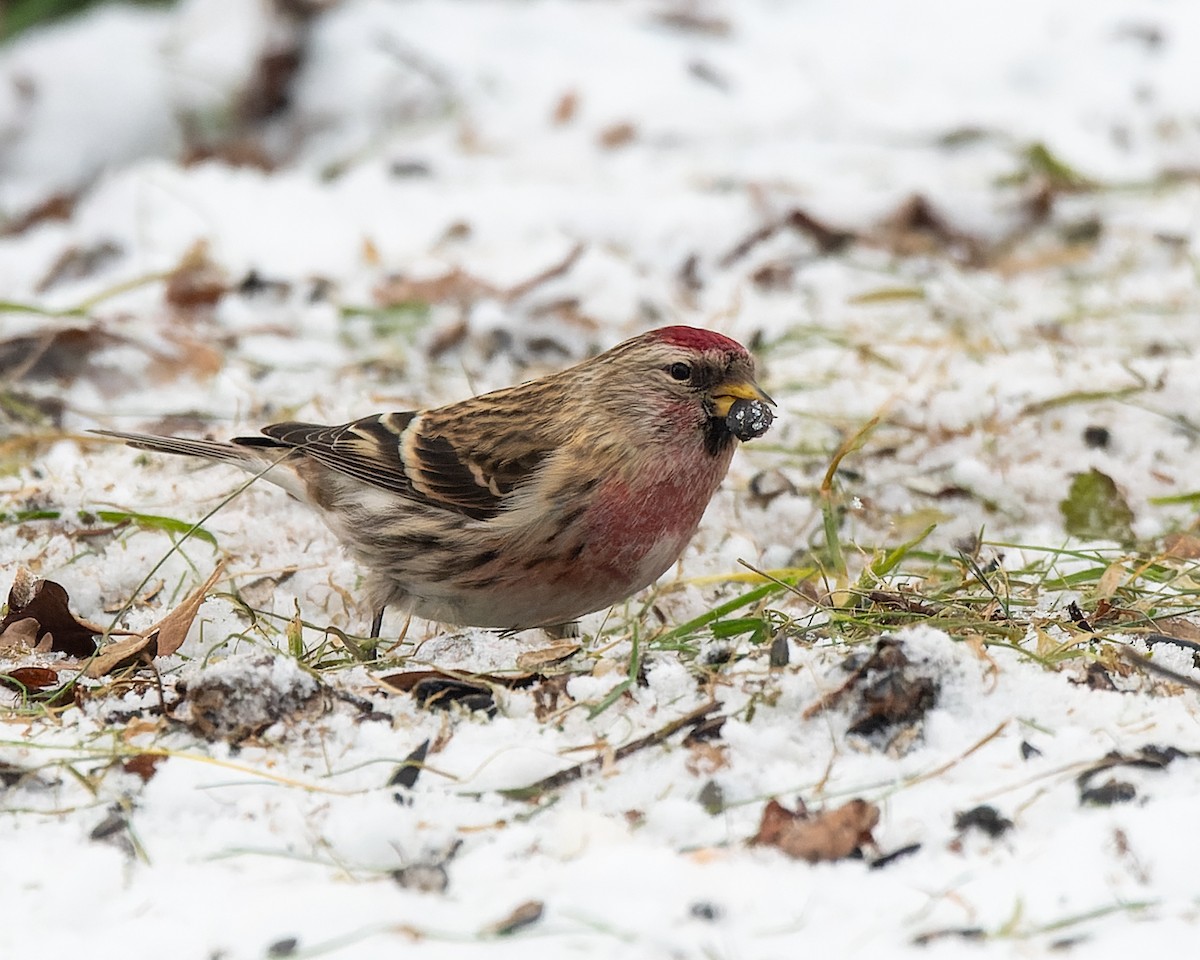 Common Redpoll - ML620179912