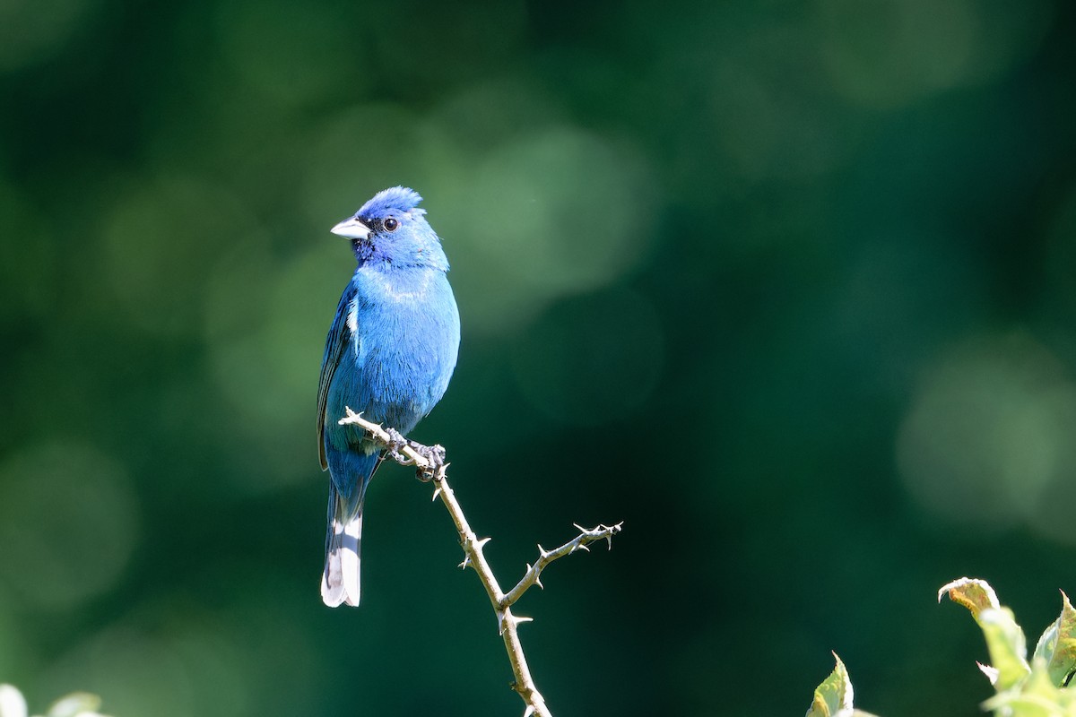 Indigo Bunting - ML620179915