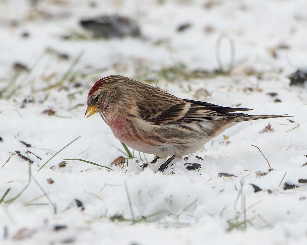 Common Redpoll - ML620179921