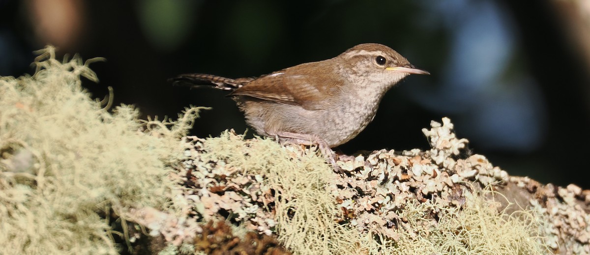 Bewick's Wren - ML620179926