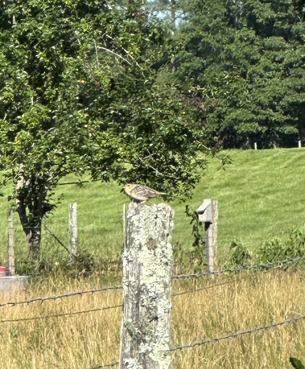 Chipping Sparrow - ML620179930