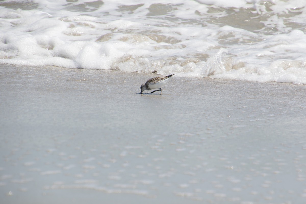 Bécasseau sanderling - ML620179932