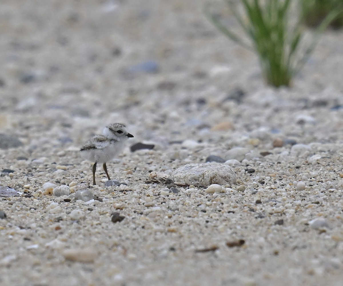 Piping Plover - ML620179934