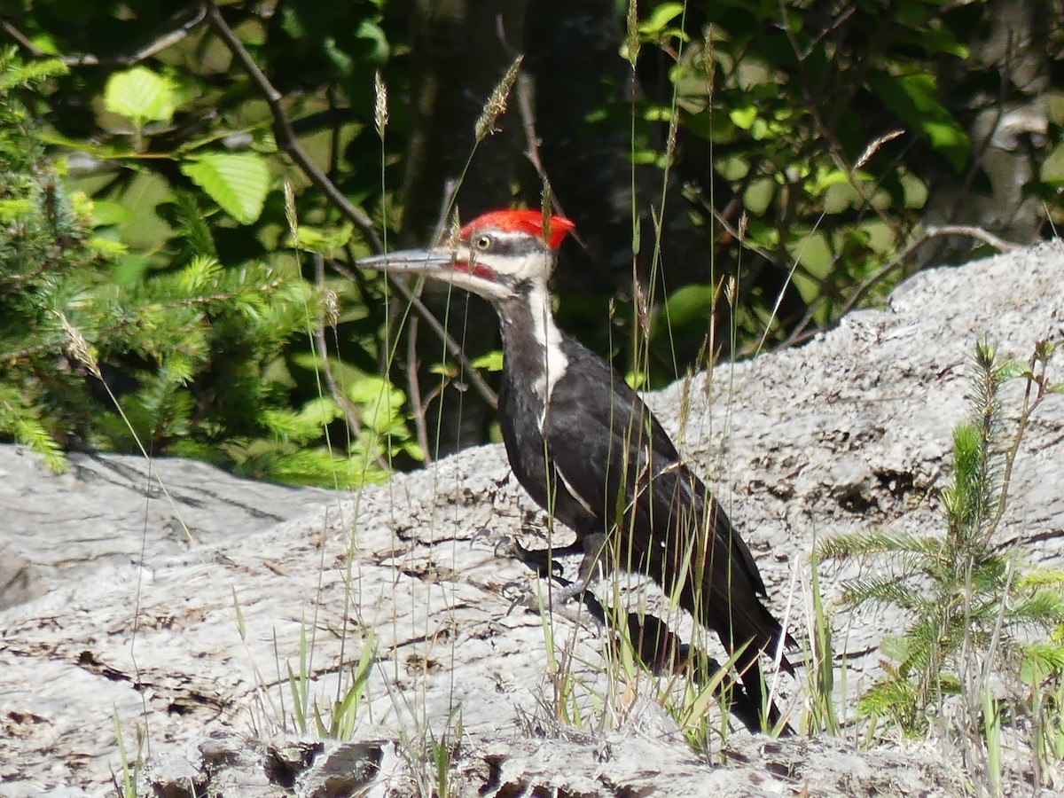 Pileated Woodpecker - ML620179936