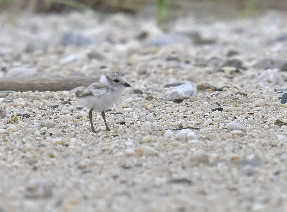 Piping Plover - ML620179941