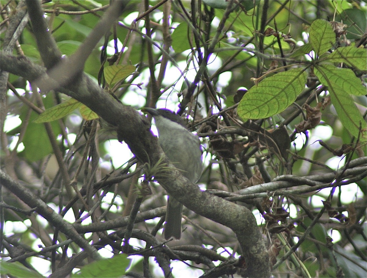 Puerto Rican Tanager - ML620179947