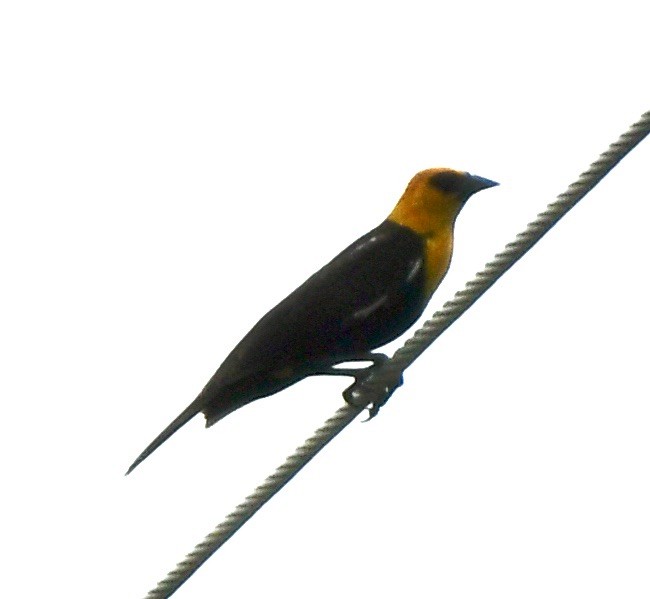 Yellow-headed Blackbird - ML620179952