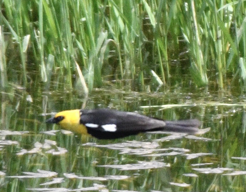 Yellow-headed Blackbird - ML620179953
