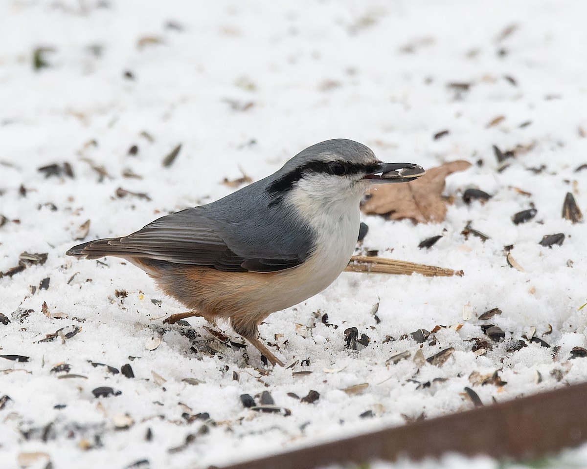 Eurasian Nuthatch - ML620179955